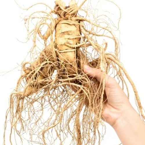 长白山特大新鲜人参半斤250克g单支五两人参新鲜人参非林下参顺丰