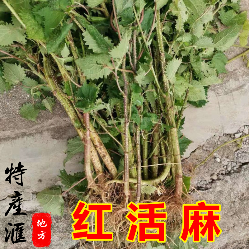 四川新鲜红活麻根 干红火麻草红禾麻包邮 正宗红杆荨麻草枝叶根苗 - 图1