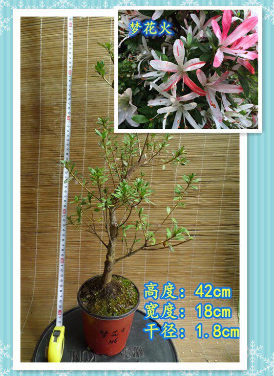 皋月杜鹃东洋鹃夏娟珠翠萌华旭鹤梦花火美空n大苗 鹤立盆景园 淘优券