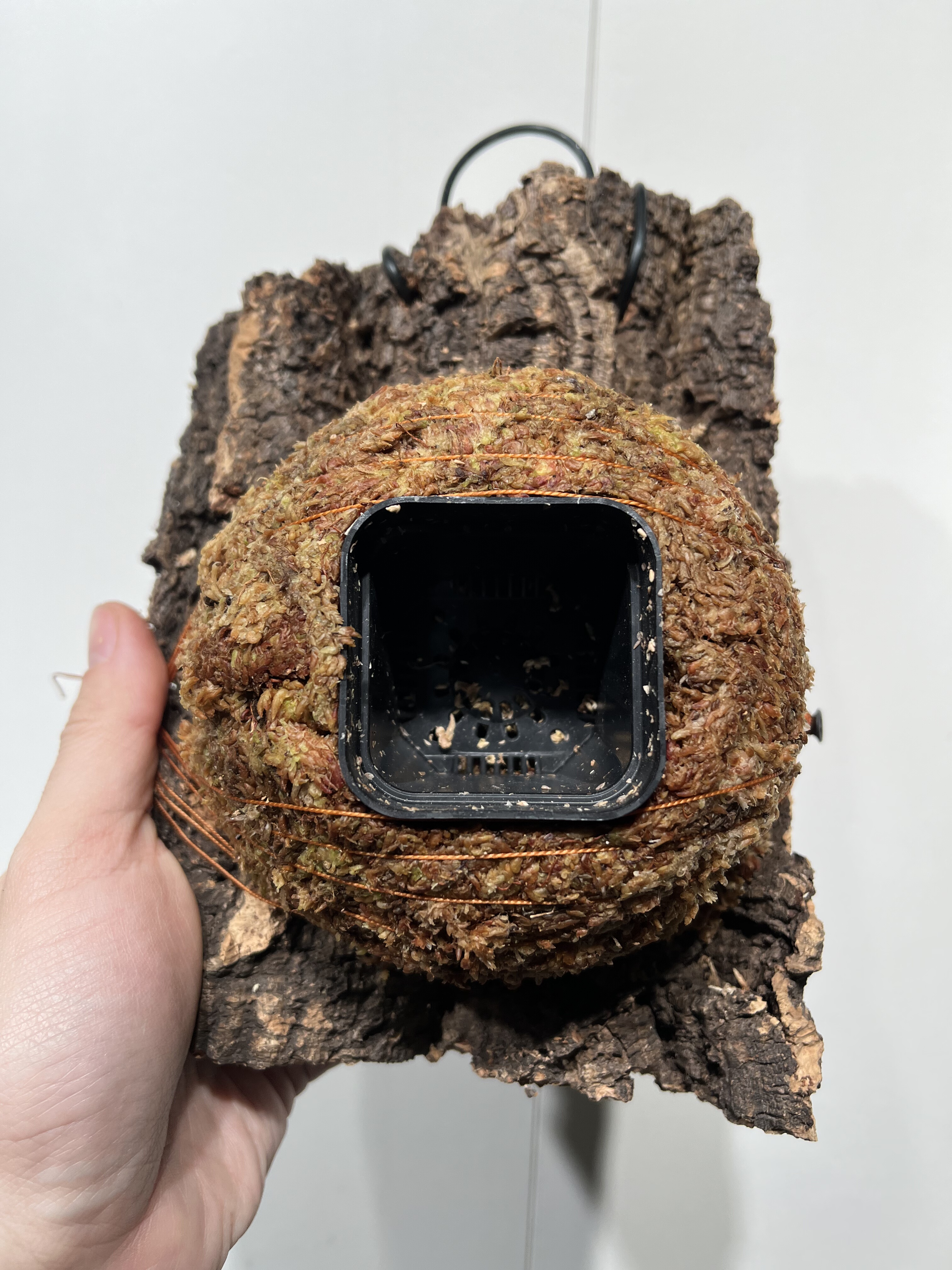 一物一拍软木板水苔球 板15*22厚度5cm 水苔球12.5cm送绑绳B487,淘宝优惠券,粉丝福利购,淘宝优惠卷