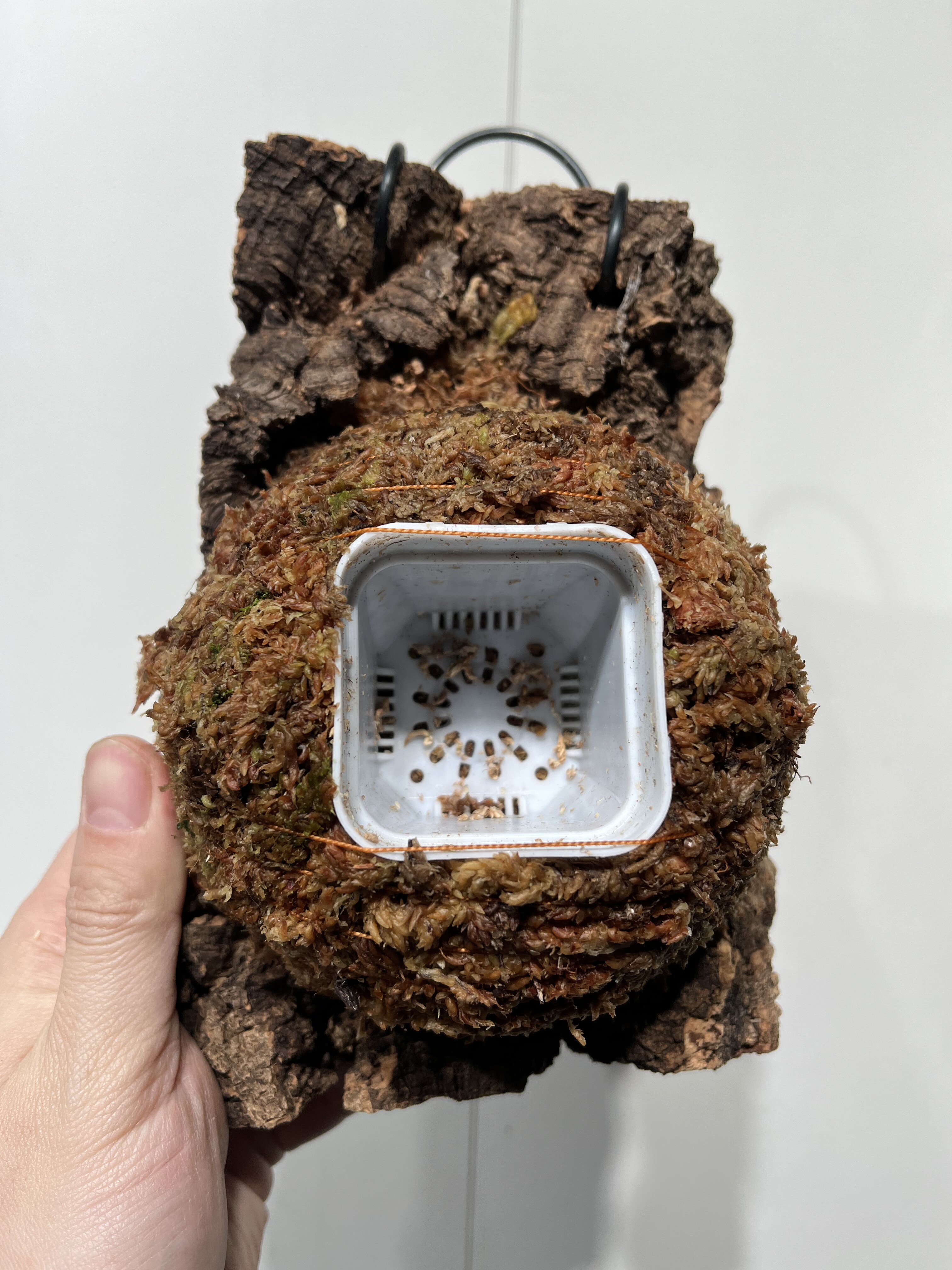 一物一拍软木板水苔球 板14*19厚度4cm 水苔球12.5cm送绑绳B490,淘宝优惠券,粉丝福利购,淘宝优惠卷