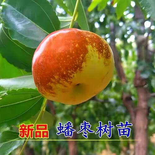 特大蟠枣树苗大枣嫁接长艳二号冰糖脆枣耐寒盆栽地栽耐寒当年结果 - 图0