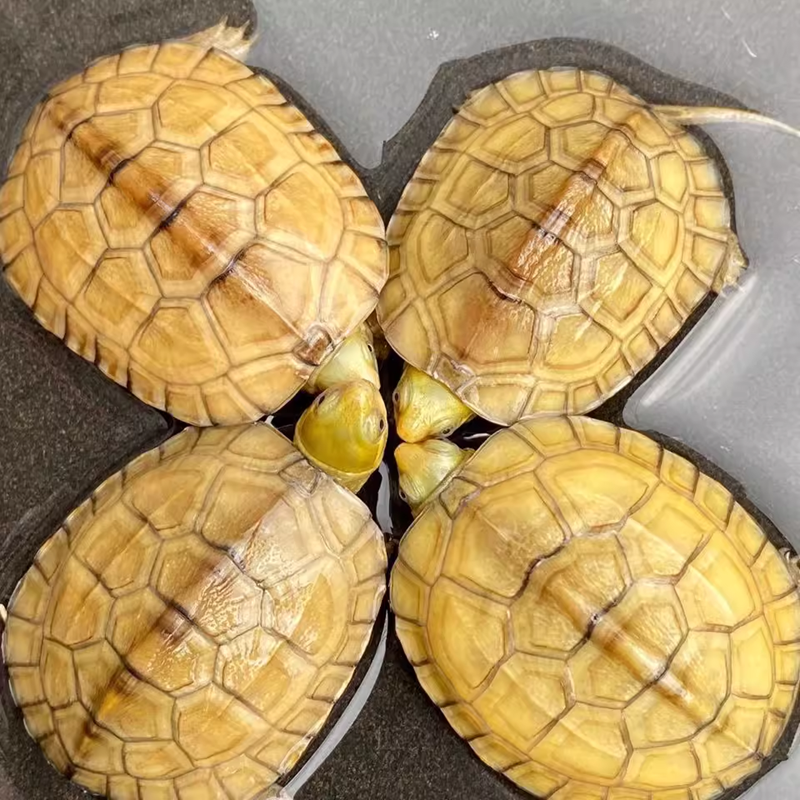 三黄小青正宗黄喉拟水龟北石龟石金龟龟苗活体物乌龟观赏龟小宠物,淘宝优惠券,粉丝福利购,淘宝优惠卷