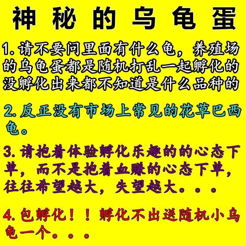 孵化蛋乌龟蛋可孵化随机招财龟活体金钱龟黄缘活物火焰龟龟蛋 - 图3