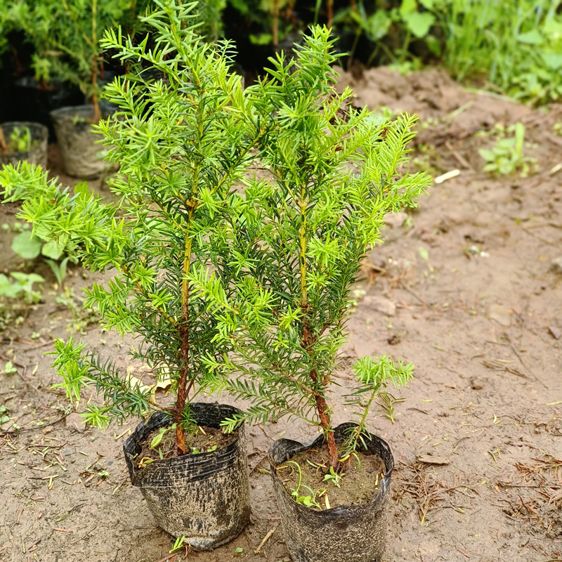 正宗东北方耐寒红豆杉树苗正宗绿植地栽室外盆栽盆景庭院植物小苗-图1