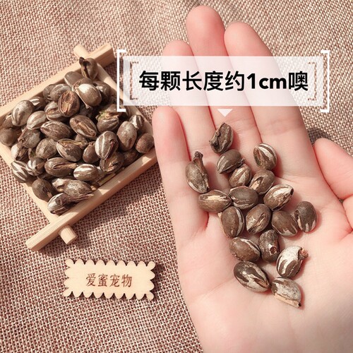 坦克虫活蜜袋鼯零食刺猬仓鼠花枝鼠金丝熊高蛋白营养长胖增肥宠物 - 图0