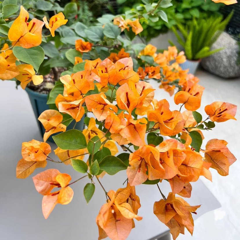 加州黄金三角梅四季勤花原生苗带花发货盆栽阳台绿植爬藤老桩包活,淘宝优惠券,粉丝福利购,淘宝优惠卷