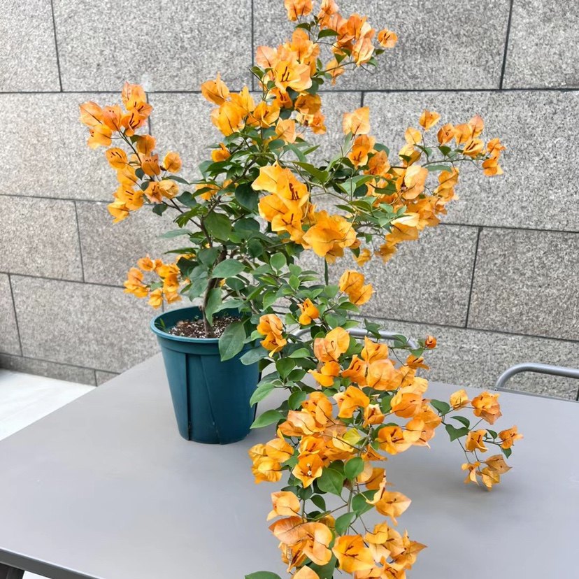 加州黄金三角梅四季勤花原生苗带花发货盆栽阳台绿植爬藤老桩包活,淘宝优惠券,粉丝福利购,淘宝优惠卷