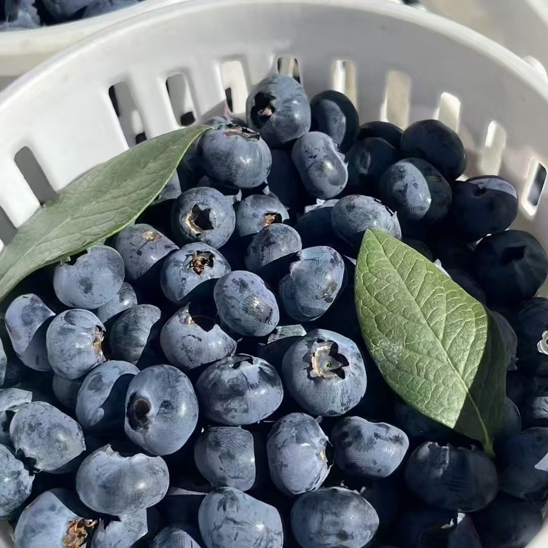 大，甜，脆，香，蓝莓苗盆栽苗,淘宝优惠券,粉丝福利购,淘宝优惠卷