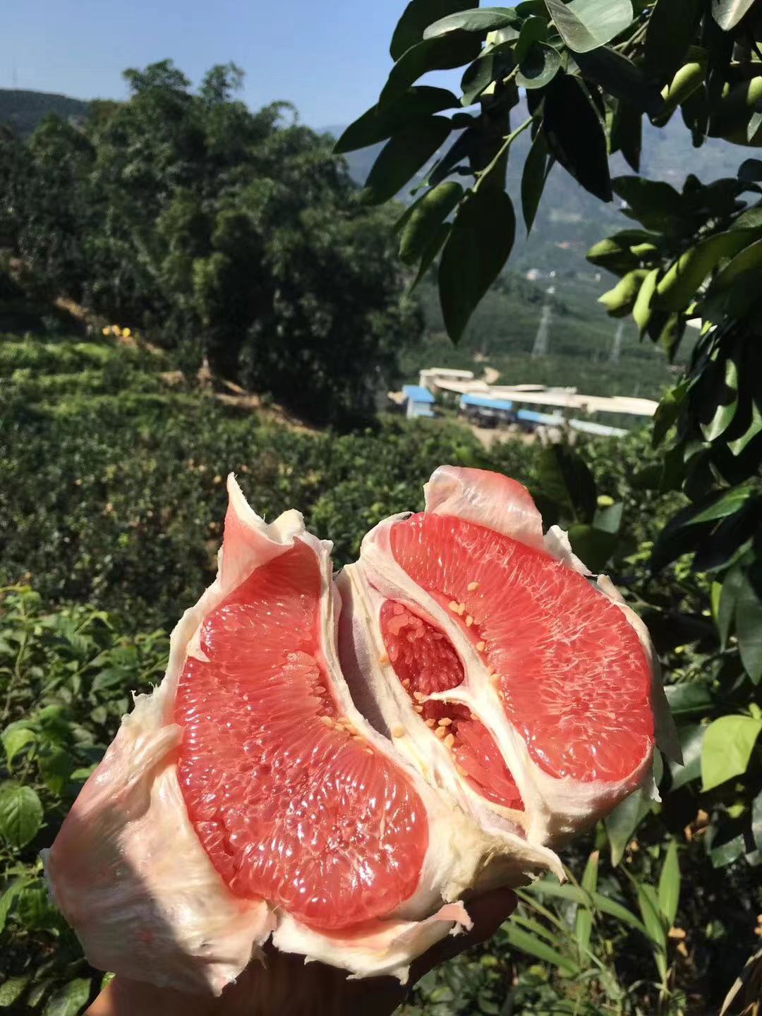 新鲜水果 生态红肉蜜柚 福建琯溪平和特产 红心柚子红柚 头等果 - 图3