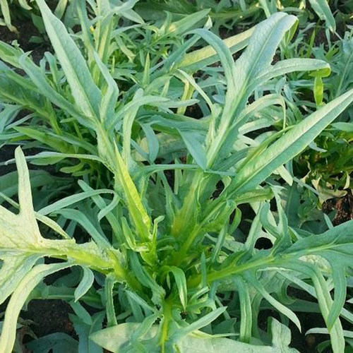 翡翠花丫甜唛菜种籽甜麦菜麦耐热耐寒春夏秋冬四季播蔬菜种子孑仔 - 图1