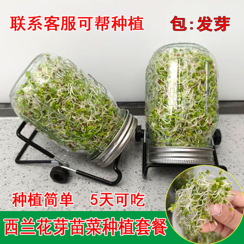 西兰花芽苗种子青花椰菜芽苗梅森瓶种植套装水培紫甘蓝西蓝花种孑,淘宝优惠券,粉丝福利购,淘宝优惠卷