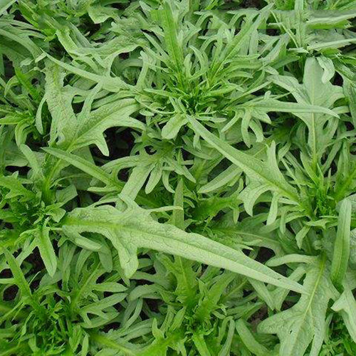 翡翠花丫甜唛菜种籽甜麦菜麦耐热耐寒春夏秋冬四季播蔬菜种子孑仔 - 图0