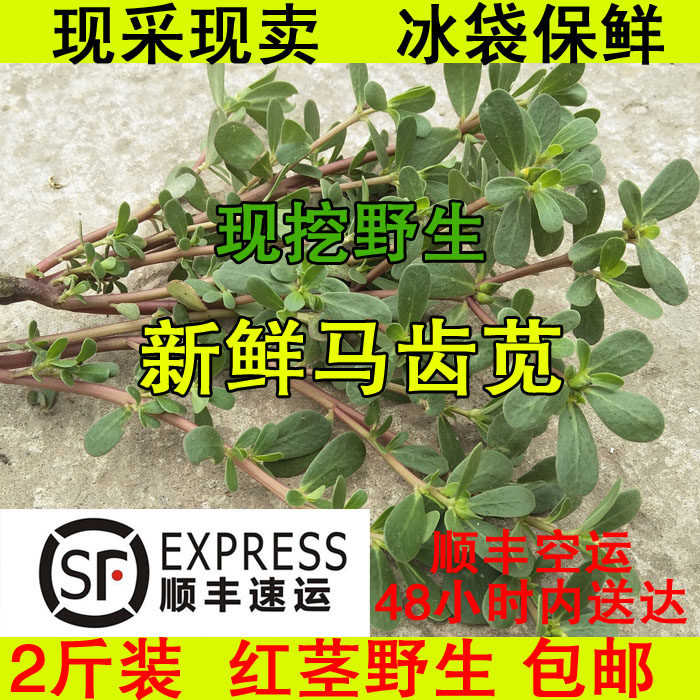 野生新鲜农产品红茎马齿苋马蜂菜长寿菜2斤装冰袋保鲜顺丰包邮