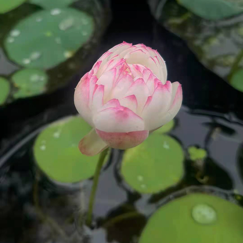 水生碗莲种子四季水养睡莲荷花卉盆栽水培植物室内花种藕阳台易活