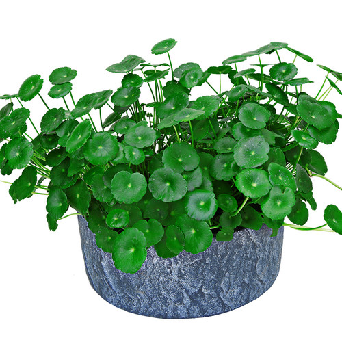水培铜钱草+玻璃瓶套装 金草水养绿色植物绿植花卉北京专车直送 - 图3