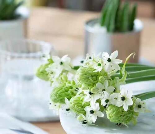 天鹅绒雀梅鲜切花水养家庭办公室内插花新鲜水培鲜花云南基地直发 - 图3