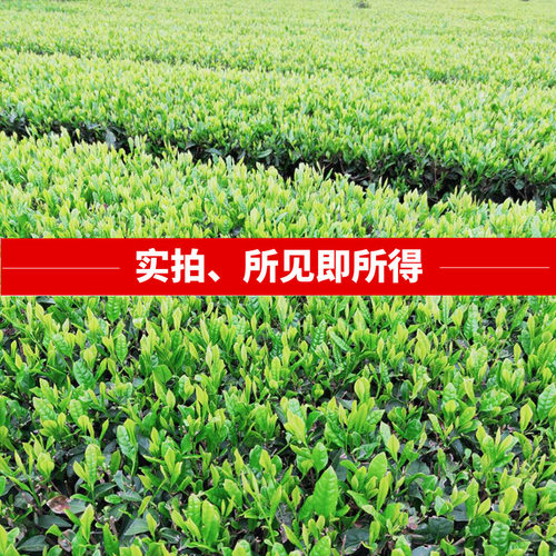 湖南汝城旱塘清香惠茶叶散装炒青绿茶2026新茶特级浓香型便宜200g - 图0