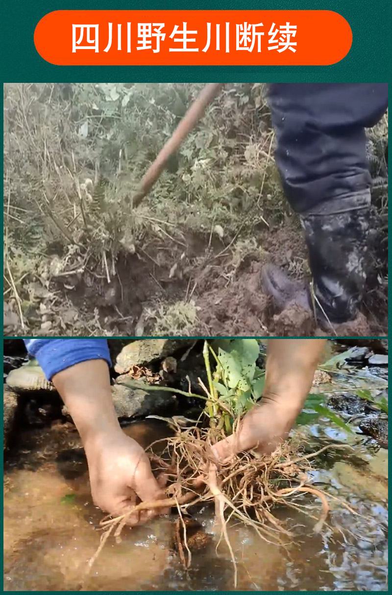 四川产地直发正品野生川断续中药材泡水喝断续片无硫沙苑子枸杞茶 - 图1