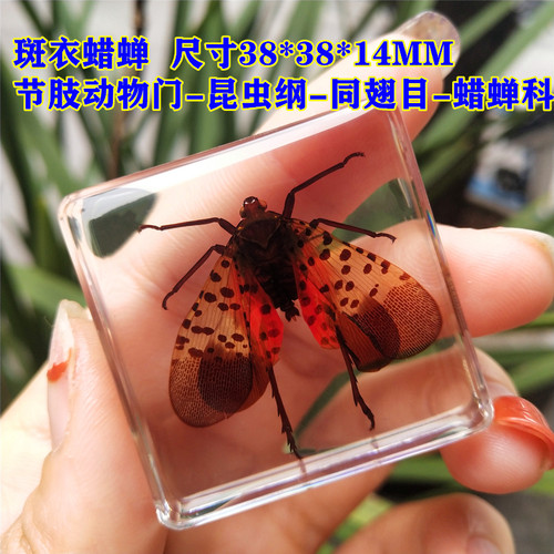 科学实验室教幼动物标本树脂昆虫标本真虫蝎子蜘蛛收纳盒礼盒包装