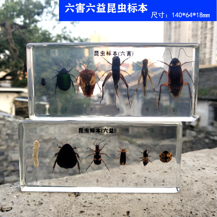 动物标本昆虫琥珀推荐品牌 新人首单立减十元 21年6月 淘宝海外