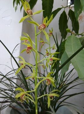 正品包邮兰草花持久清新淡雅香水