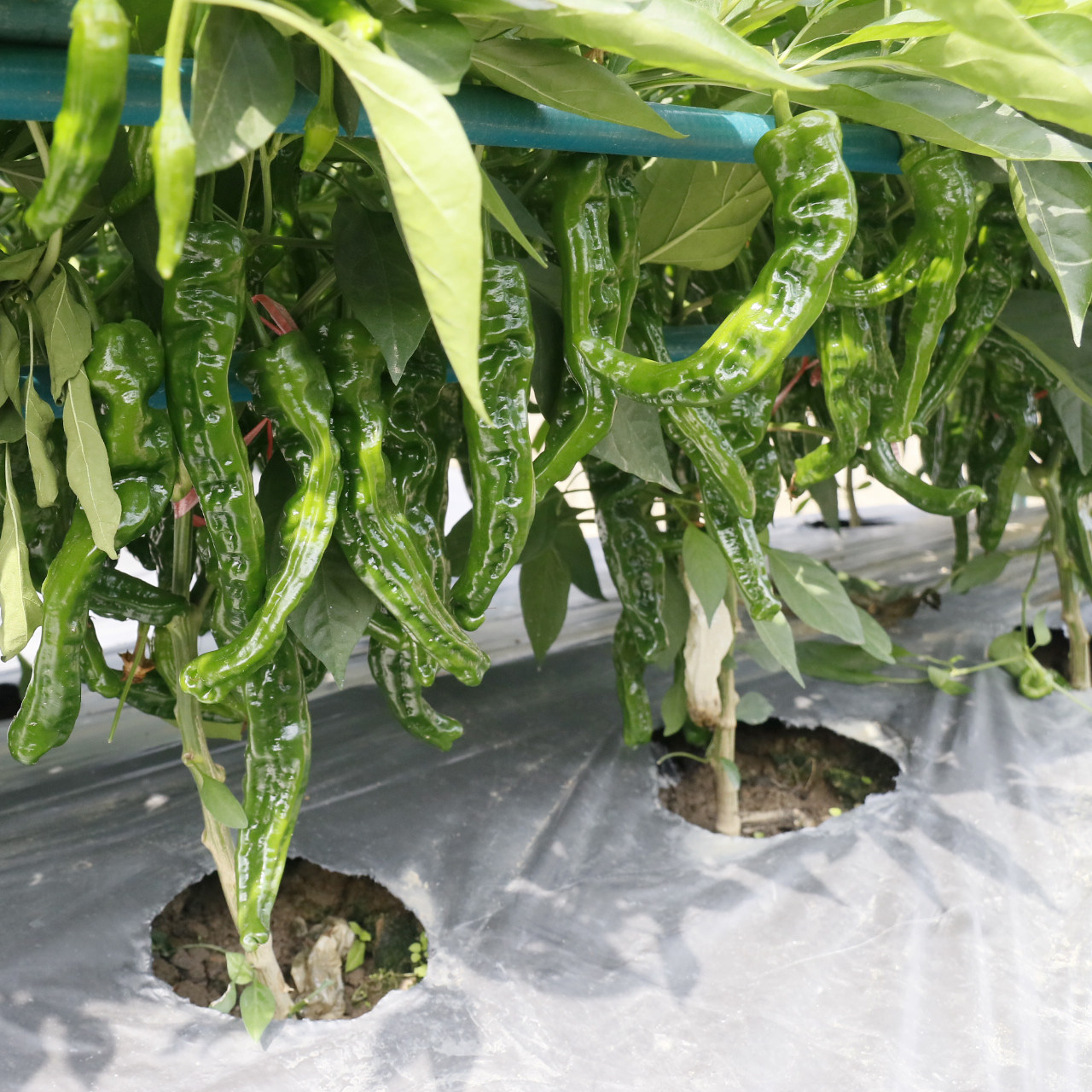 皱香辣椒种子薄皮皱香辣椒种籽杂交皱皮椒籽早熟油亮高产