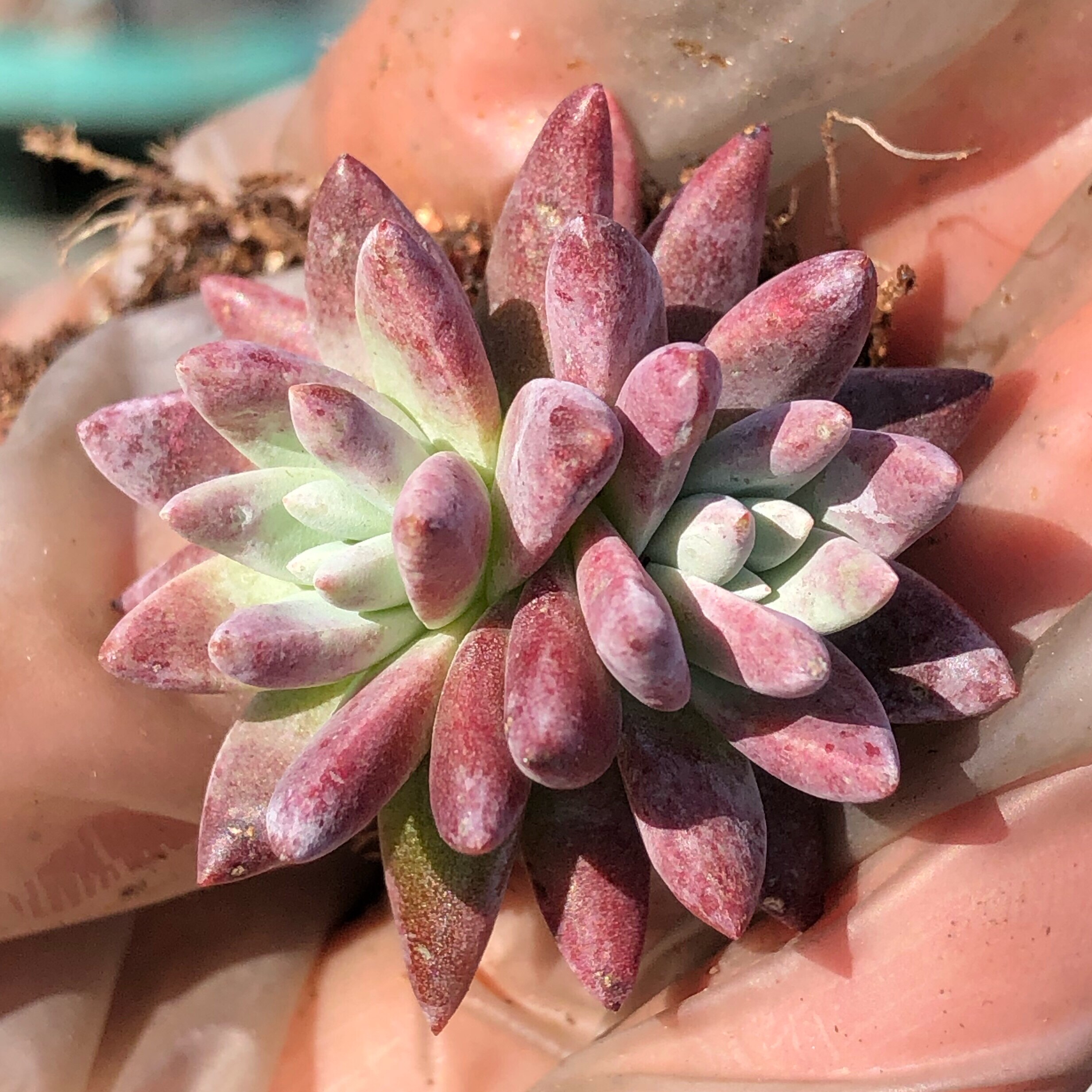 日系 丸叶 白菊 仙女杯 老桩自然群生 带仙气 多肉植物 一物一拍