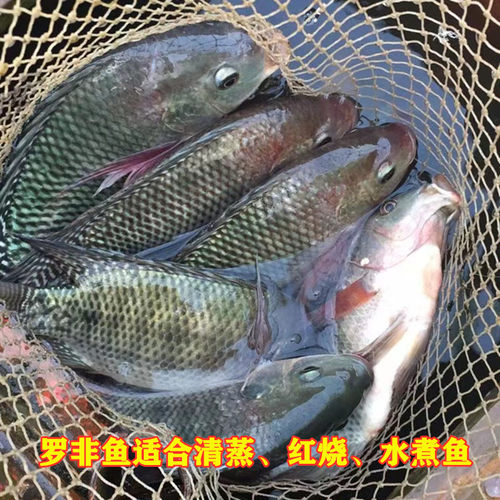 新鲜罗非鱼1斤福寿鱼无刺非洲鲫万绿湖活宰河源土货发顺丰 - 图2