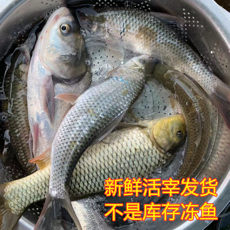 土货万绿湖大杂鱼鲤鲢土鲮草鲩混搭观赏淡水现宰新鲜顺丰包邮广东_虎窝淘