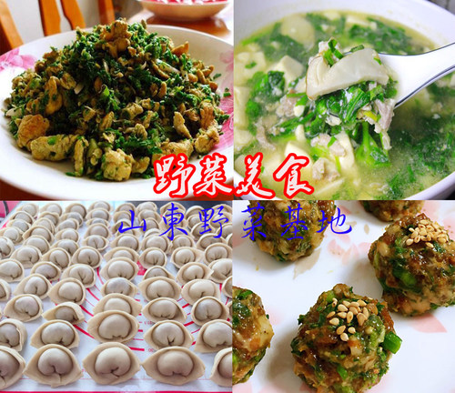 山野菜种植大叶苦菜种子苦买菜种籽苦荬菜苦麻菜曲麻菜苣荬菜包邮 - 图2