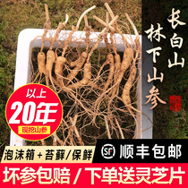 Lin Lower for 20 years Fresh wild Mountain ginseng 500g Old Mountain ginseng Bubble wine Changbai Mountain One and other products Seed Stock A Catty