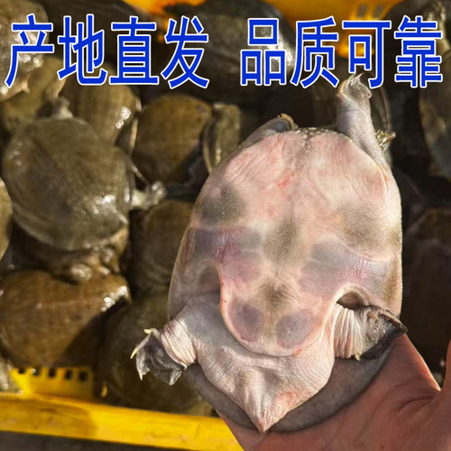 包活送到生态散养套养冷水小甲鱼苗小中华鳖苗活体水鱼王八食用 - 图2