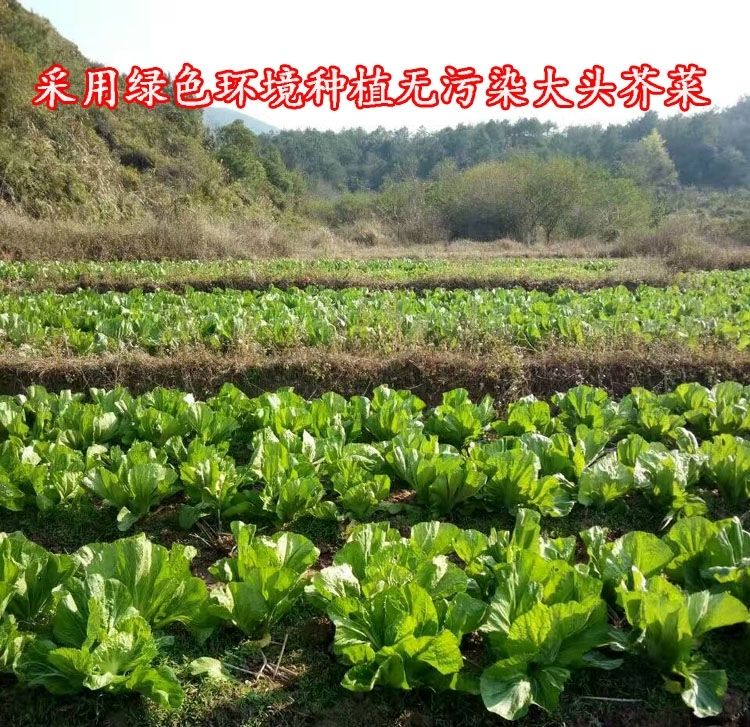 正宗芥菜干5斤梅菜干乡下晒干盐粉腌河源发货咸菜干煲白菜干餐厅-图2