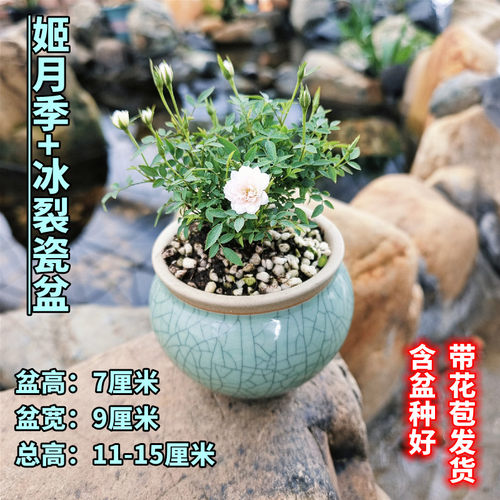 姬月季日本姬乙女姬超微蔷微迷你盆景庭院室内阳台桌面盆栽花卉 - 图1