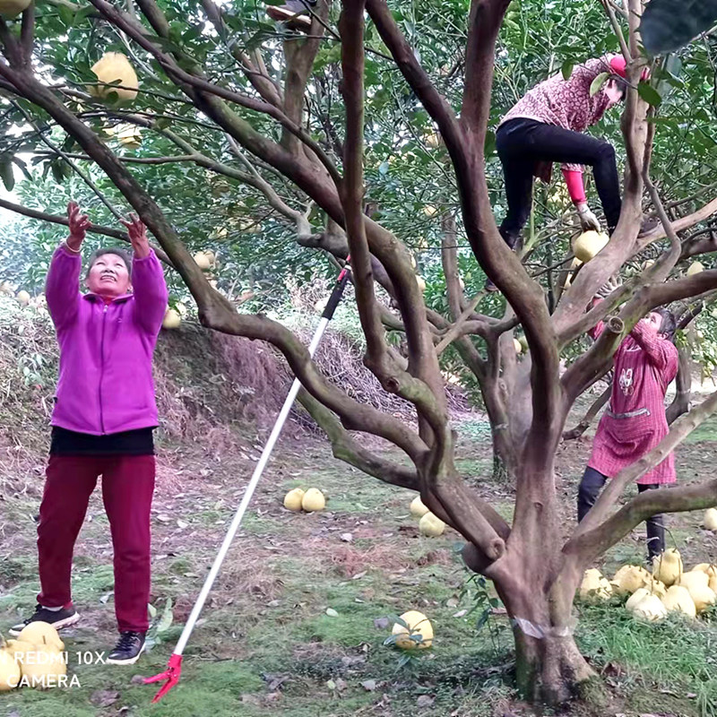 正宗合江真龙柚精选纯甜不酸柚子四川泸州特产地标金奖瓦房村农家,淘宝优惠券,粉丝福利购,淘宝优惠卷