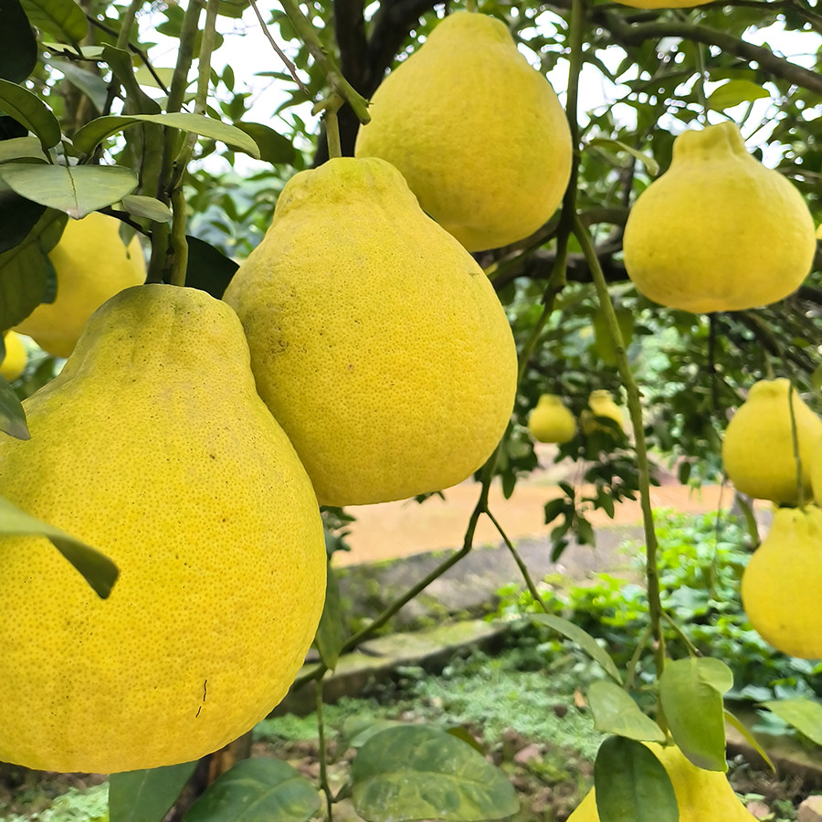 正宗合江真龙柚精选纯甜不酸柚子四川泸州特产地标金奖瓦房村农家,淘宝优惠券,粉丝福利购,淘宝优惠卷