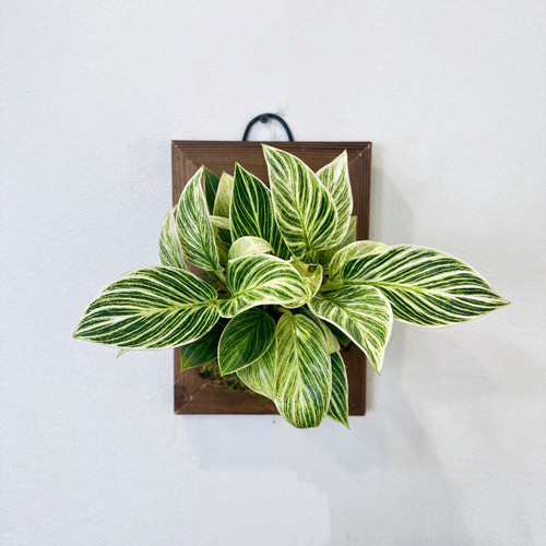 【铂金钻蔓绿绒】室内多年生耐荫耐观叶可水培好养净化空气顺丰 - 图0