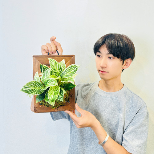 【铂金钻蔓绿绒】室内多年生耐荫耐观叶可水培好养净化空气顺丰 - 图2