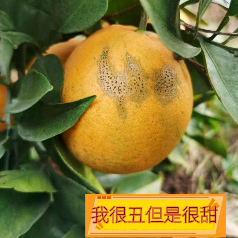 赣南脐橙榨汁橙子花皮果丑果信丰脐橙现采现发新鲜水果,淘宝优惠券,粉丝福利购,淘宝优惠卷