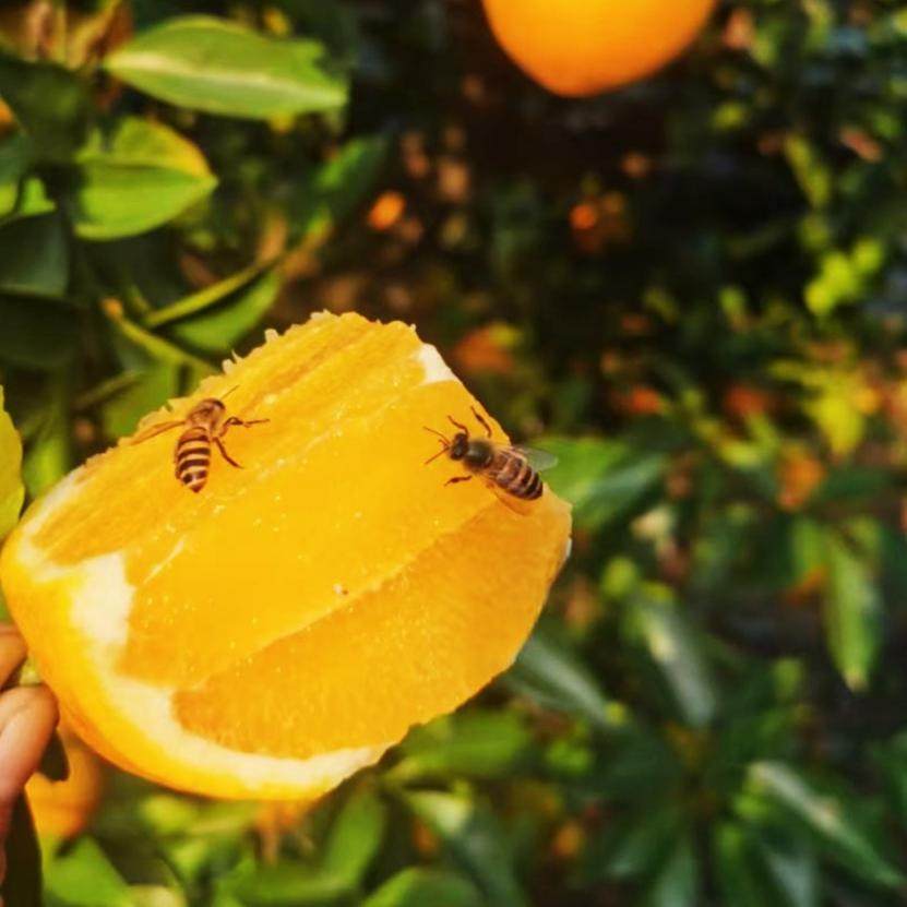 赣南脐橙装信丰脐橙果园直发新鲜水果橙子现采现发榨汁橙子,淘宝优惠券,粉丝福利购,淘宝优惠卷