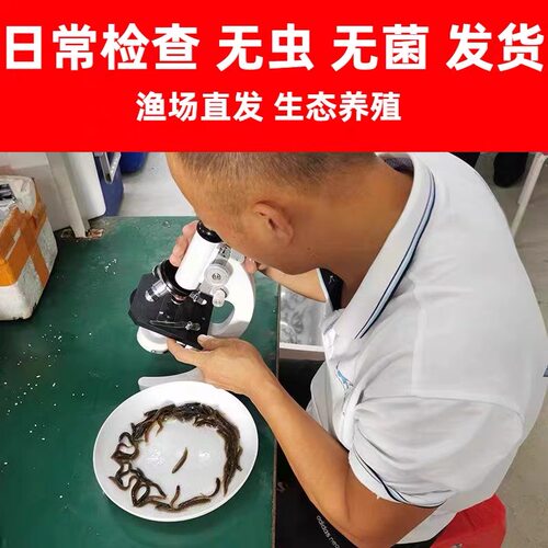 喂乌龟饲料鱼小鱼活体养殖活鱼龙鱼活食饲料淡水鱼苗草鱼路亚钓鱼-图2