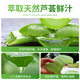 Hydrating Aloe Vera Gel Repair Refreshing Official 2023 Moisturizing Zhuo Chen Genuine Gel for Men and Women
