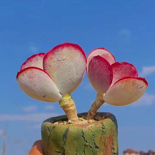 稀有品种多肉植物白眉办公室内花卉盆栽净化空气趣味肉肉新手好养 - 图3