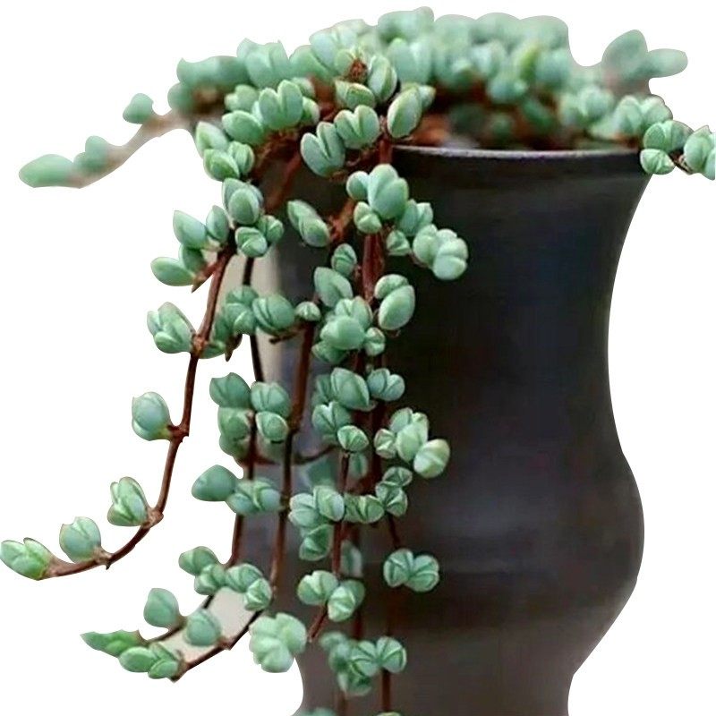 多肉植物组合盆栽碧玉莲吸财树老桩小球玫瑰山地玫瑰室内肉肉植物,淘宝优惠券,粉丝福利购,淘宝优惠卷