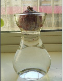 风信子玻璃水培容器瓶水培瓶花盆