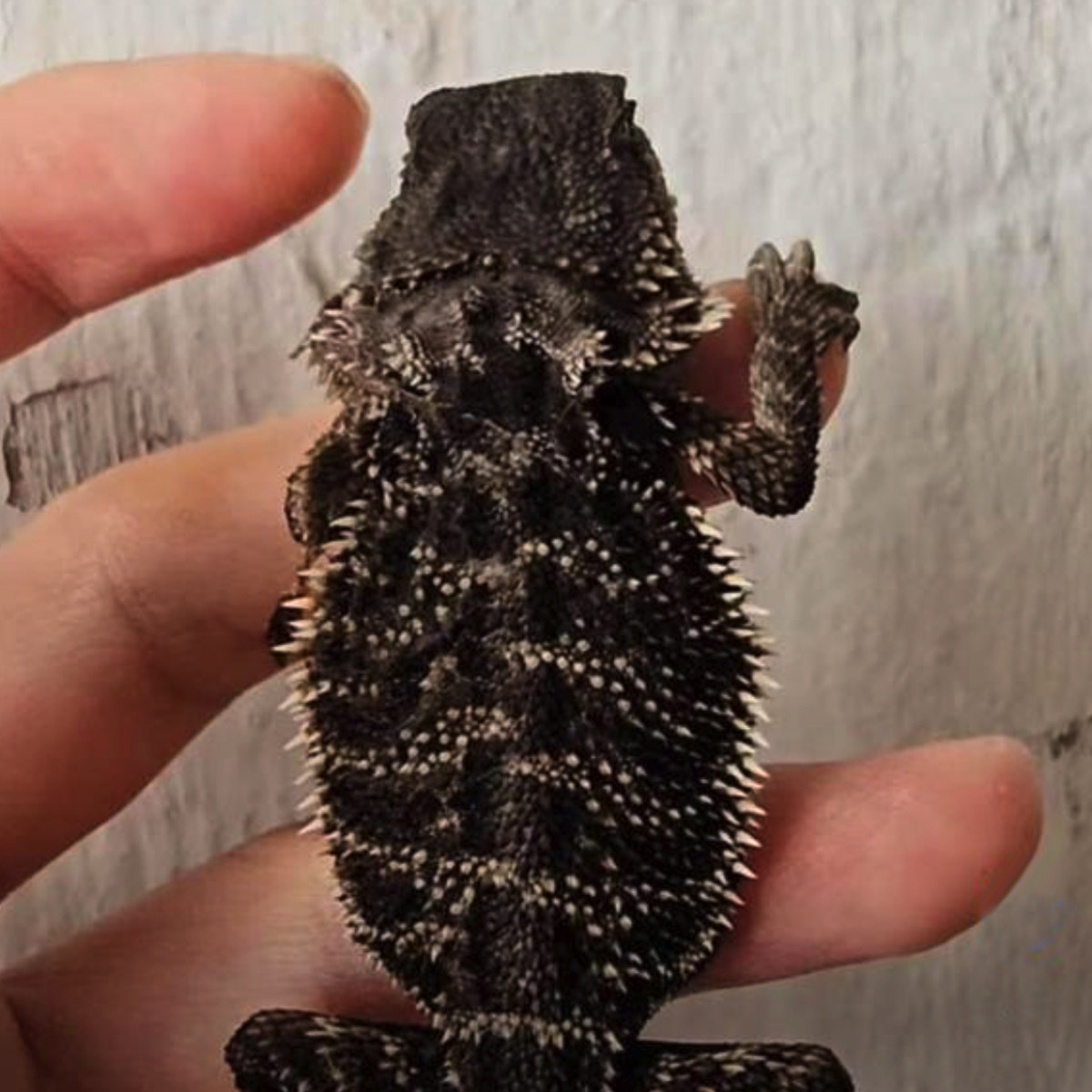 果冻Zero鬃狮蜥蜴网红特色爬宠活体异类温顺易上手隐柑橘红系超白,淘宝优惠券,粉丝福利购,淘宝优惠卷