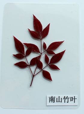 塑封真树叶认识学生植物标本