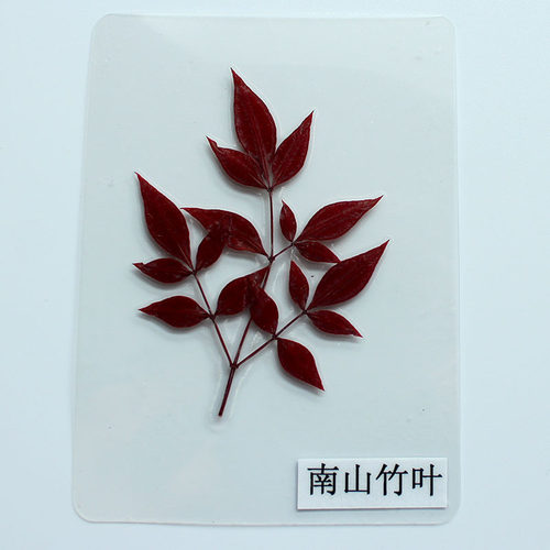 树叶植物标本塑封卡片成品教学用具真树叶学生儿童幼儿园认识标本 - 图1