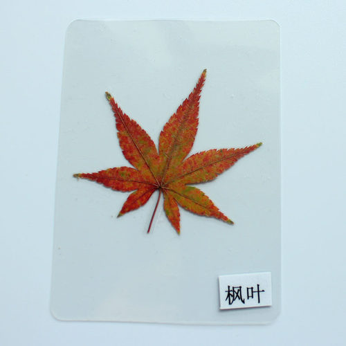 树叶植物标本塑封卡片成品教学用具真树叶学生儿童幼儿园认识标本 - 图0